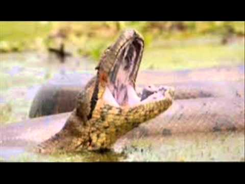 A Historia Da Cobra Grande Do Amazonas