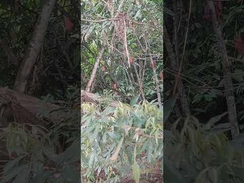 #puertoQuito #RioPuertoQuito #riosecado #noroccidentedepichincha #pichincha