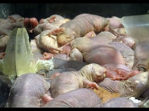 Wieder zahlreicher Nachwuchs bei der Nacktmulle im Tierpark Berlin