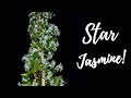 Star Jasmine Flowering Season | Everything You Need to Know (Confederate Jasmine)