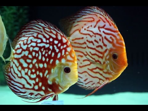 Top 10 Most Beautiful Discus Tank In The World 2015