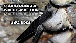 Download lagu Suara Panggil Walet Asli Goa | Fey Rzky Walet mp3 Download lagu Suara Panggil Walet Asli Goa | Fey Rzky Walet mp3