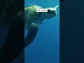 Being A Turtle Is Hardcore