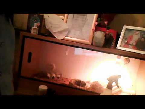 how to look after your bearded dragon