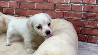 ハーフ犬の動画01