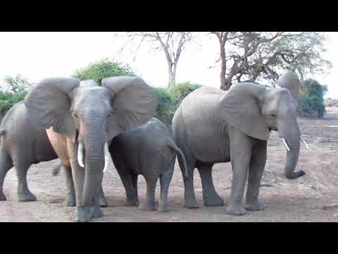 Elephants and Lions Standoff-what happened?