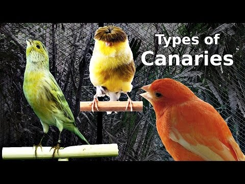 Types of Canaries