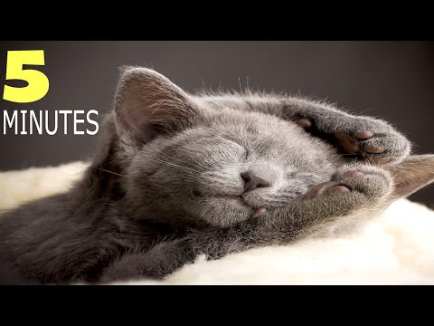 Music To Make Your Kitten Sleep Within 5 Minutes | Kitten Sleep Music