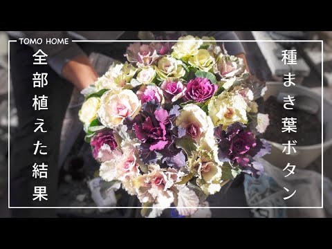 園芸 線状葉のメギ