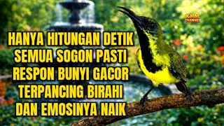 Download lagu Pasti bunyi gacor‼️ Pancingan sogon agar emosi birahi jebol mp3