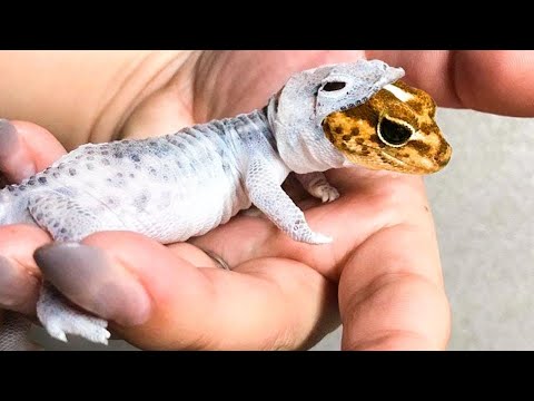 Diese winzige Eidechse sieht aus, als trüge sie einen Eidechsen-Raumanzug