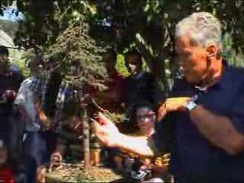 Bonsai: Baumbesprechung einer Fichte mit Walter Pall