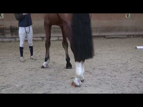 NO FEAR DE LA NOYELLE APLOMBS