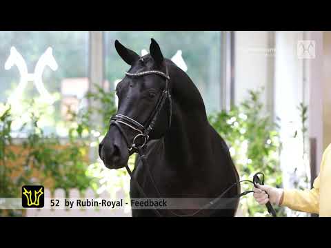 Verden Stallion Licensing 2021 - Dressage -  Nov. 4-6 - No. 52 Stallion by Rubin-Royal - Feedback
