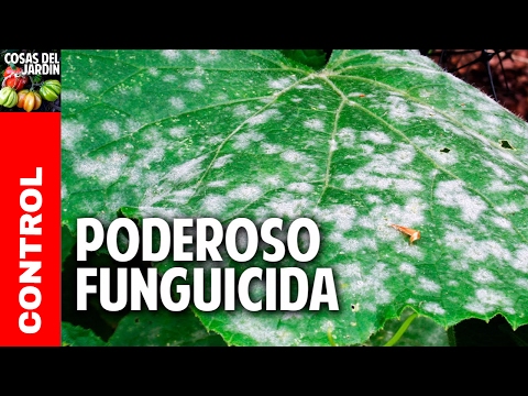 El funguicida mas antiguo del mundo - Organico y Casero @cosasdeljardin
