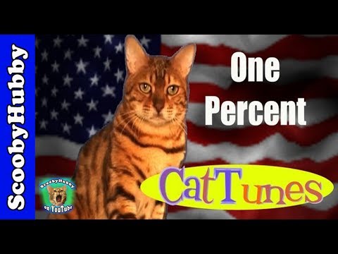 One Percent (The Song) -- CatTunes #4