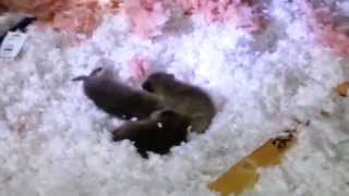 Baby Raccoons and Squirrels in Attic with Damage