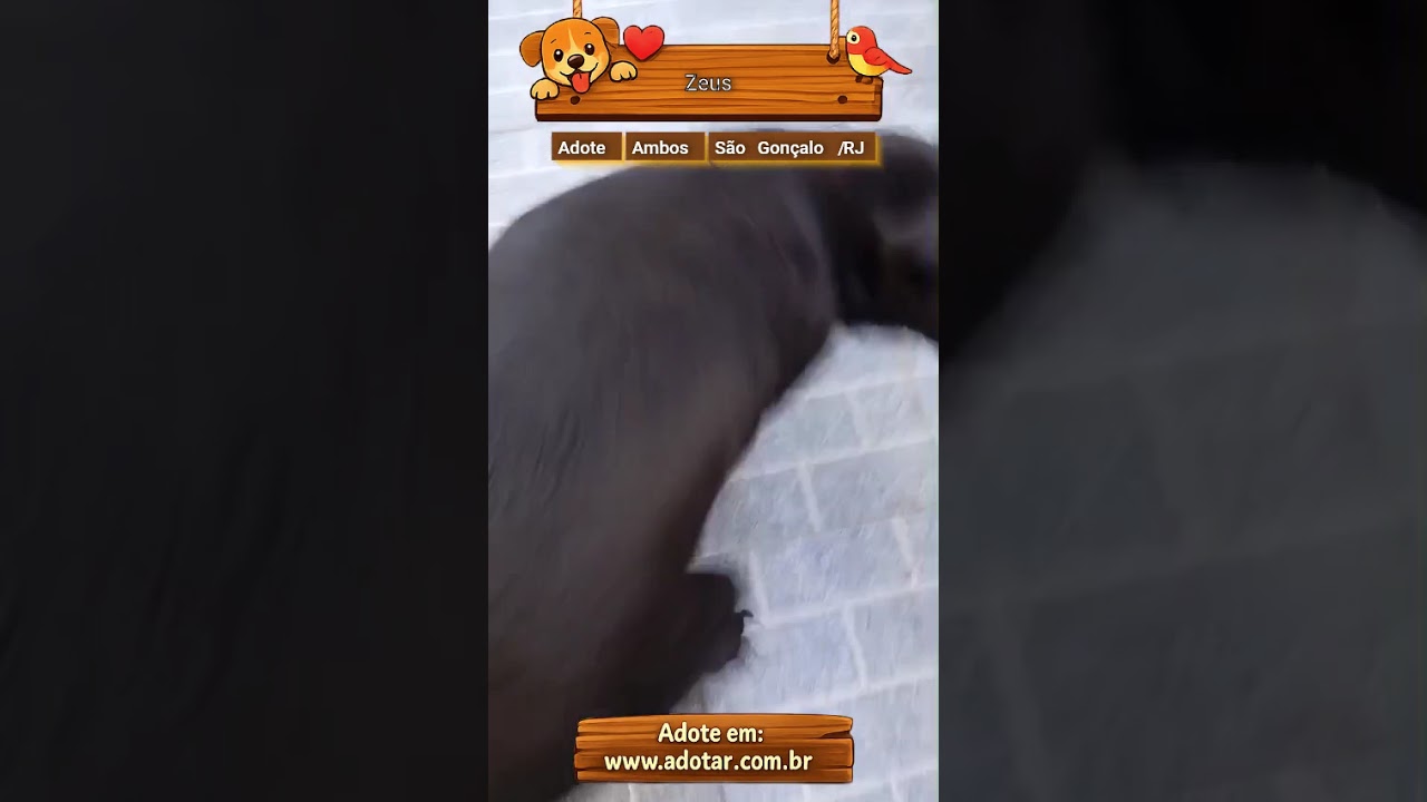 Cachorro raça Labrador idade 6 ou mais anos nome Zeus