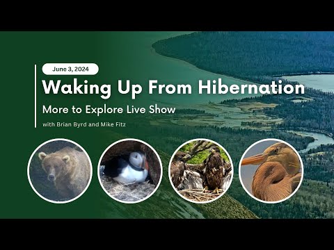Waking Up From Hibernation | More to Explore Live Show