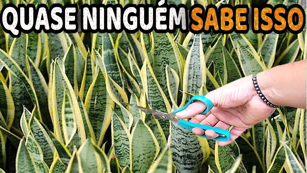 Poucas PESSOAS conhecem esse SEGREDO sobre a ESPADA de SÃO JORGE!!