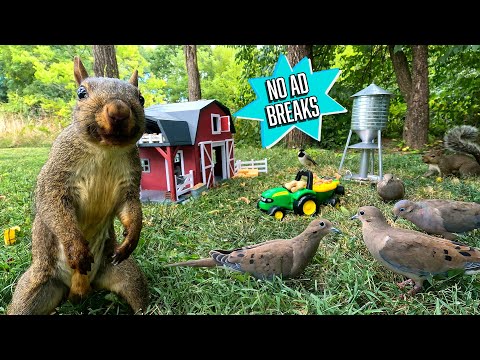 TV for Dogs & Cats: FARM EDITION 🧑‍🌾🚜 | 10 Hours of Squirrels & Birds | Background Ambience