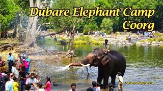 Bathing Elephants in Dubare Elephant Camp | Coorg, Karnataka, India