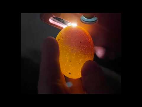 Seidenhühner Glucken - Bruteier schieren - Silverruds bla