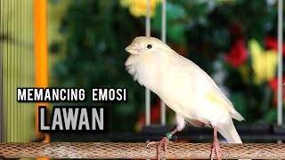 Download lagu kenari gacor panjang AMPUH buat pancingan kenari dan masteran kenari agar NYAUT seketika mp3 Download lagu kenari gacor panjang AMPUH buat pancingan kenari dan masteran kenari agar NYAUT seketika mp3