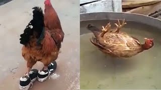 Download lagu Video Ayam Lucu TikTok 2021 dan Anjing | Cobalah untuk tidak tertawa mp3 Download lagu Video Ayam Lucu TikTok 2021 dan Anjing | Cobalah untuk tidak tertawa mp3