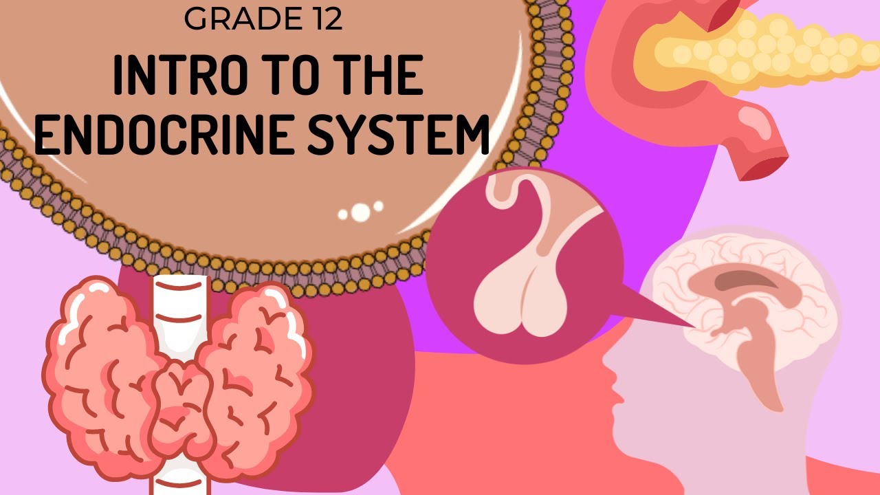 INTRO to ENDOCRINE SYSTEM (UPDATED) | EASY to UNDERSTAND