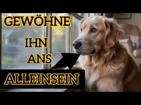 So bleibt dein Hund angstfrei alleine – 11 einfache Wege, um Hunde ans Alleinsein zu gewöhnen🐕