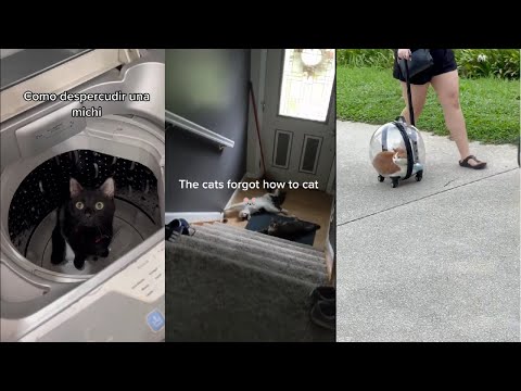 Most Hilarious And Weird Cats That Will Make You Laugh All Day #catlover #hilarious#cat