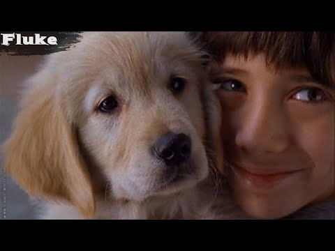 كلب ذكي كيرجع للدار من بعد غياب سنوات باش يعاون ويحمي العائلة ديالو❤☺ || ملخص فيلم🎦  Fluke