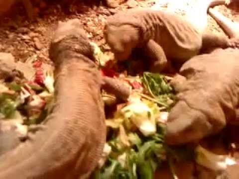 YouTube Video _tH0o0obLvM