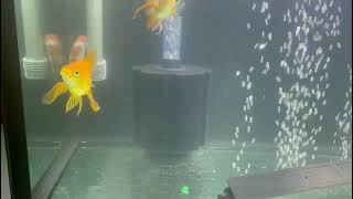 Ranchu goldfish Fishes Videos