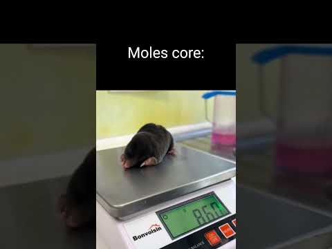moles core🤣Very stupid and funny😅 #living_life #funny #viralvideo #Shorts #moles