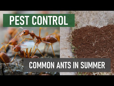 5 Most Common Ants to Invade Your Home & Property this Summer!