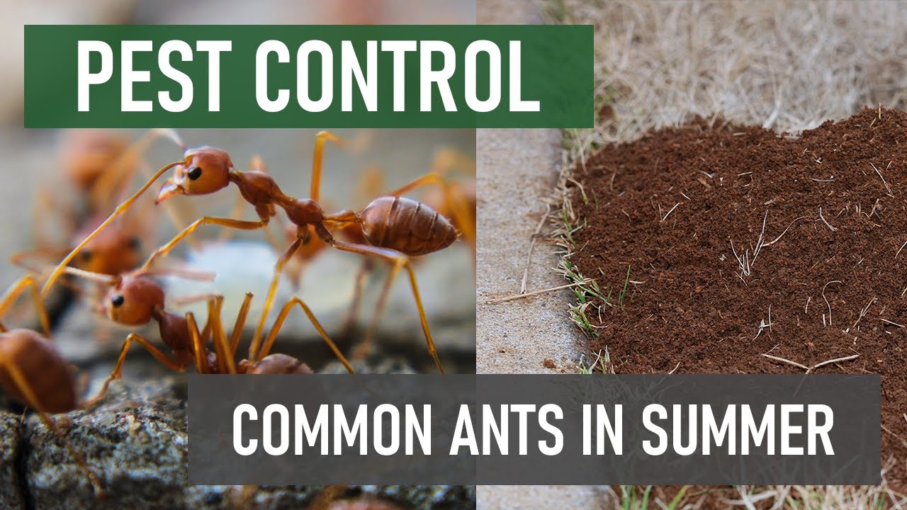 How do you know what kind of ants you have?