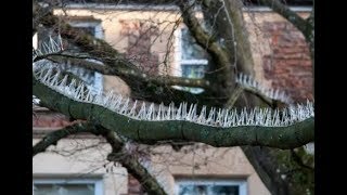 Wealthy Brits Install Spikes on Trees to Stop Birds Pooping on Their Expensive Cars