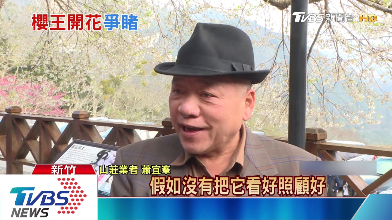 賞櫻新秘境！櫻王盛開　將進入最美花期