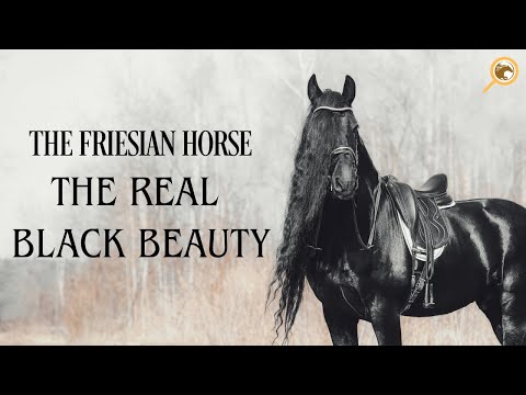 THE FRIESIAN HORSE - THE REAL BLACK BEAUTY I EXPLORE HORSES