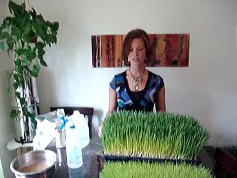 Wheat Grass Part 2 Video