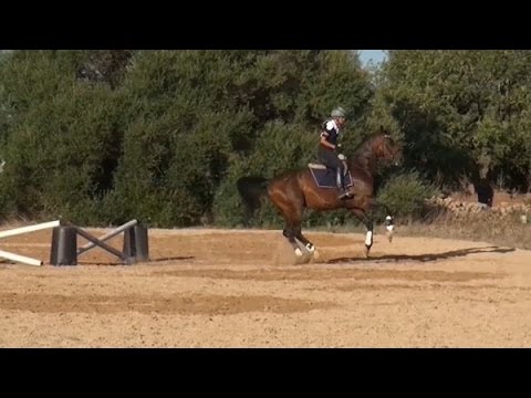 fliegenden Wechsel mit kleinem Sprung erarbeiten oder verbessern