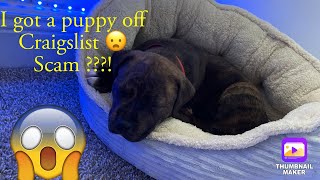 How I got my puppy from Craigslist 🤷🏾‍♀️