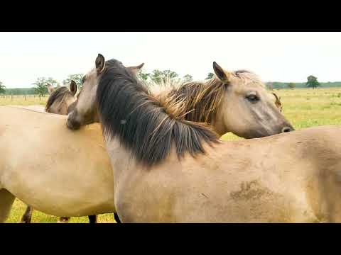 Odkryj Park Natury Zalewu Szczecińskiego | Dzika przyroda na 4000 ha!