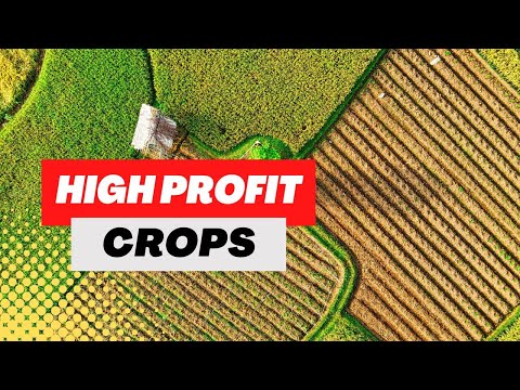 Best Cash Crops: Uncovering the Most Profitable Crops to Grow and Sell