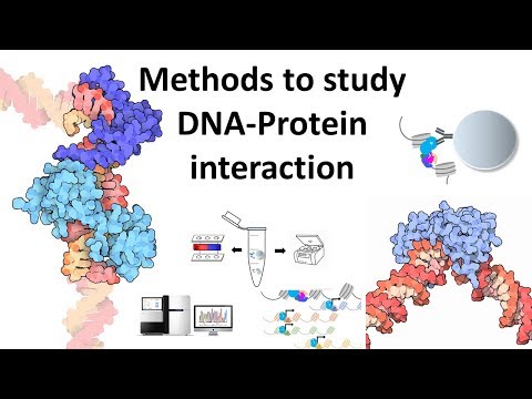 Techniques to study DNA protein interaction
