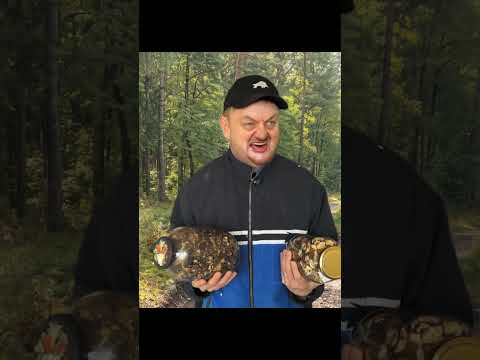 Promocja na grzyby [reklama]  #śmieszne #reklama #humor #grzybobranie
