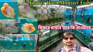ফ্লাওয়ার হর্ন  Monster Aquarium Fish দারুন কালেকসান | Aquarium Fish Shop Belgharia | Flower Horn 