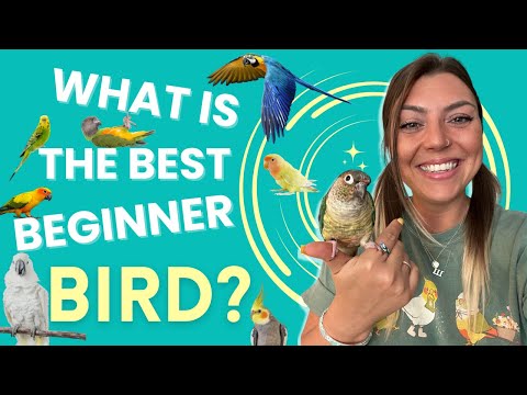 Best Beginner Birds As Pets! 👀🦜